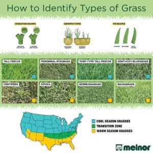 Types of Grass | Blog | Melnor Gardening