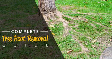 Tree Root Removal Cost Guide 2025 - (Cutting Exposed Tree Roots)