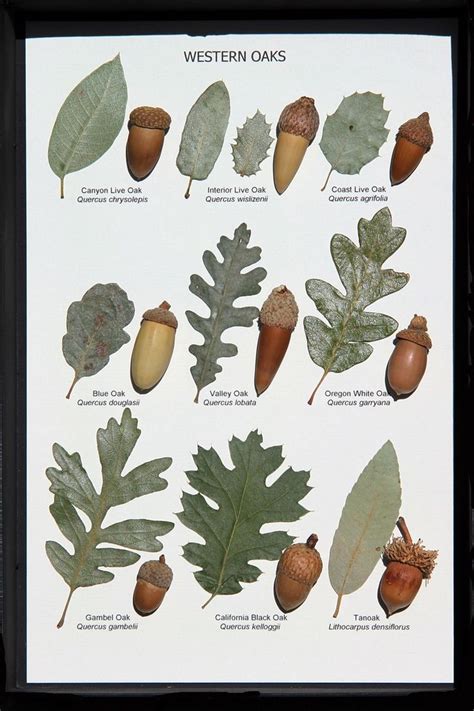 Oak Leaf and Acorn Display (Western Oaks) | Tree leaf identification ...