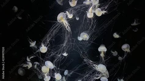 Jellyfish - Chrysaora Lactea - at Kamon Aquarium, Japan. Stock Video ...