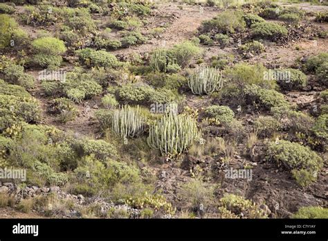 Semi desert vegetation with some Euphorbia species near Adeje, Tenerife ...