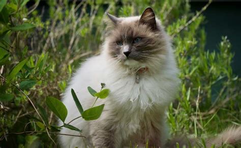 Himalayan Ragdoll Cat Mix Breed (Ragdoll Himalayan Mix Personality)