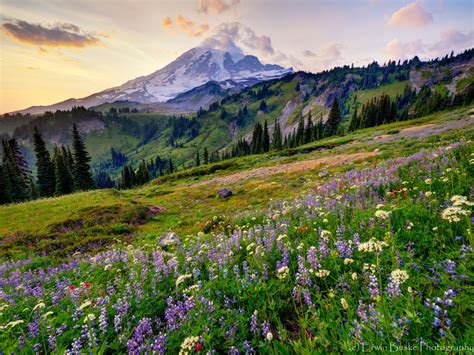 Mesmerizing Nature — Flowers in Paradise | by ErwinBuske