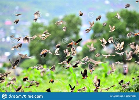 Birds fly after rain stock image. Image of break, countless - 162277537