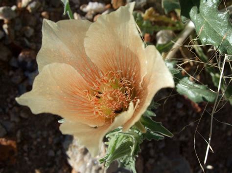 30 Mojave Desert Wildflowers: Mentzelia Involucrata | Wild flowers ...