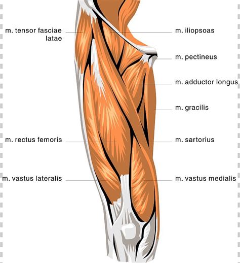 Rectus Femoris Muscle Quadriceps Femoris Muscle Biceps Femoris Muscle ...