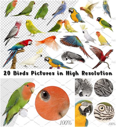 Birds high res pictures | Free download