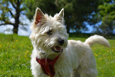 Cairn Terrier Grooming: The Essential Guide with Pictures of Haircut Styles