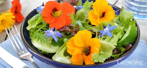 5 Edible Flowers to Grow in Your Vegetable Garden