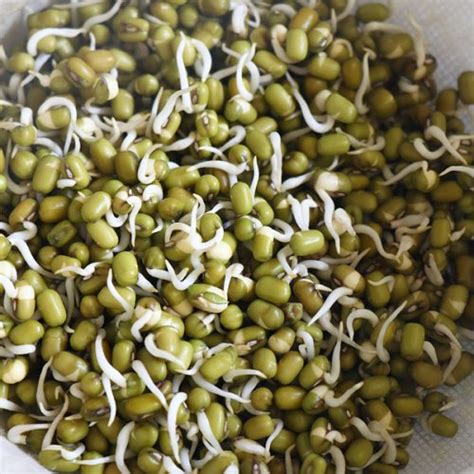 Mung Bean Sprouts Recipe | Green Gram Sprouts - Sharmis Passions