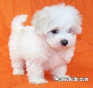 Cute Maltese Puppies For Free Adoption | Dogs / Puppies for sale in ...