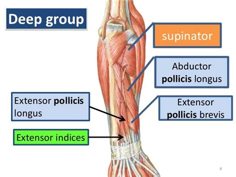 Abductor Pollicis Longus Diagram | Quizlet