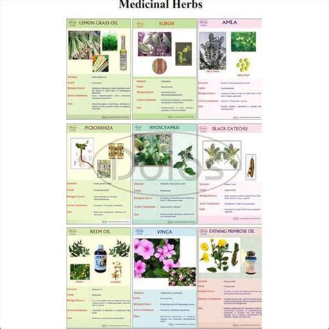 Medicinal Herbs Chart at Best Price in Ambala Cantt, Haryana | Desh ...