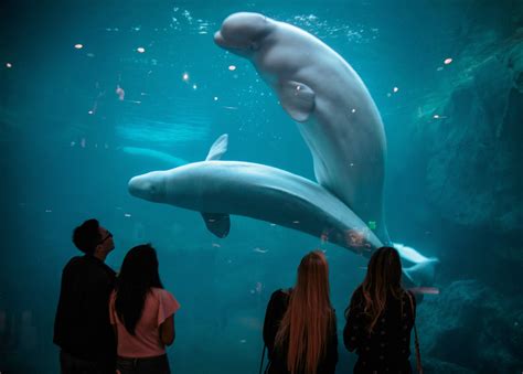 Georgia Aquarium Beluga Whale