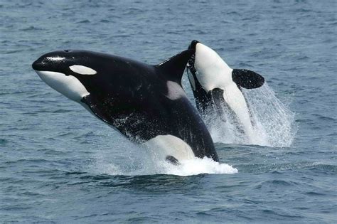 File:Killerwhales jumping.jpg - Wikipedia