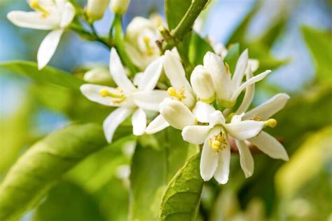 Premium Photo | Fresh orange tree blossom, citrus fruit flower