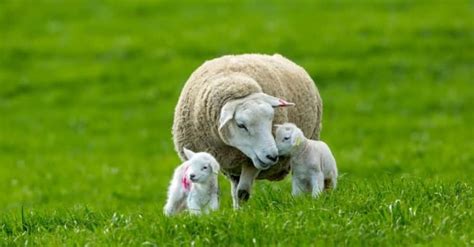 Sheep Gestation Period: How Long are Sheep Pregnant? - A-Z Animals