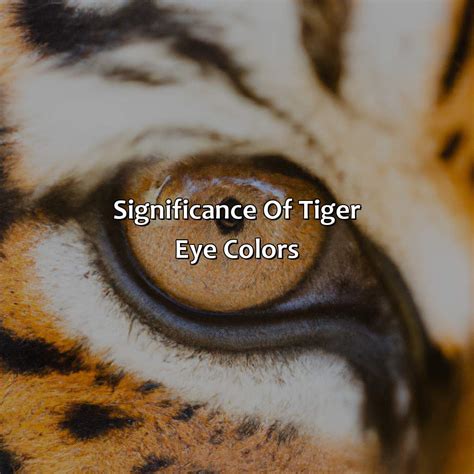 What Color Are Tigers Eyes - colorscombo.com