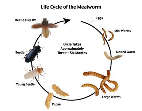 Arthropod Life Cycles - Ms. Hennessey's Transition Year Biology