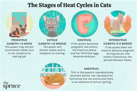 How Long Do Cats Stay in Heat