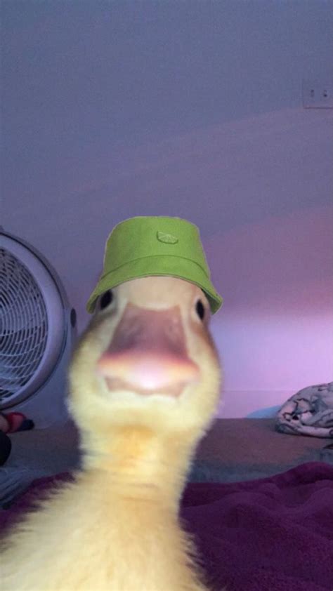 Funny Duck Meme Pfp - Debora Milke