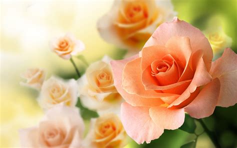 Peach Rose Wallpapers - Top Free Peach Rose Backgrounds - WallpaperAccess