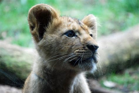 New Lion Cubs at Woodland Park Zoo in Seattle | Seattle Bloggers