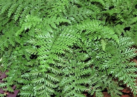 Indoor fern - Greenhouse Product News