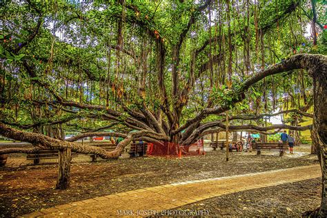 Lahaina Banyan Tree Photograph by Mark Joseph