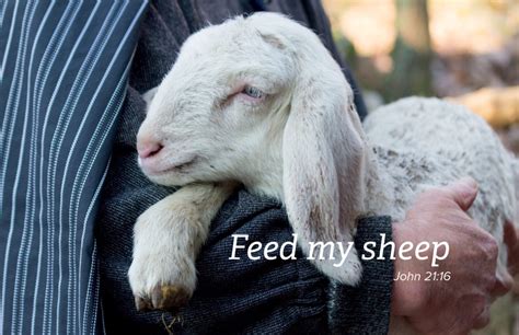 Feed My Sheep | nfcsn.org