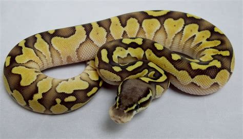 Ball Python, Pastel Lesser Female 2013 - Twin Cities Reptiles