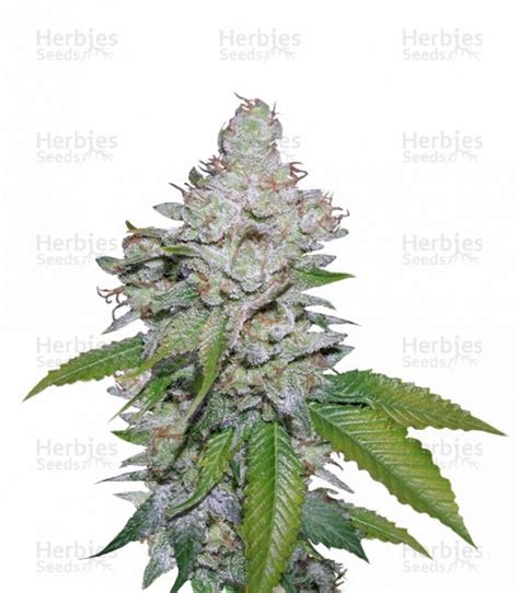 White Berry Strain - SeedFare Find the Perfect Seed at the Right Price