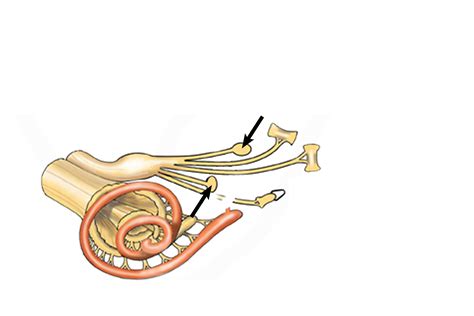 Inner ear overview 4 | Digital Histology