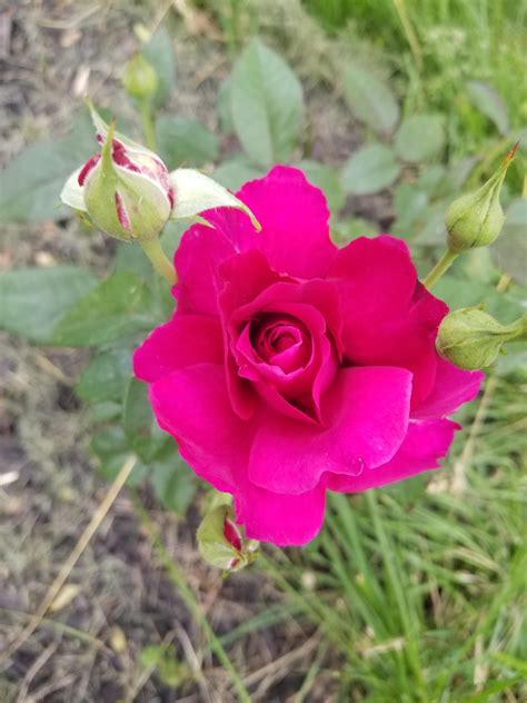 Intrigue Rose. It's more purple-looking in real life. I bought this ...