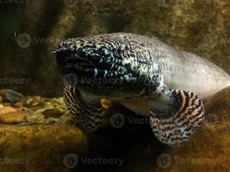 Snakehead fish in the aquarium 11556993 Stock Photo at Vecteezy