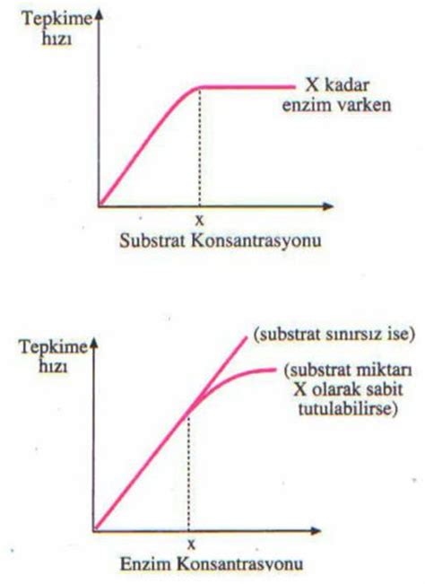 Enzim ve substrat ilişkisini gösteren grafik var mı?