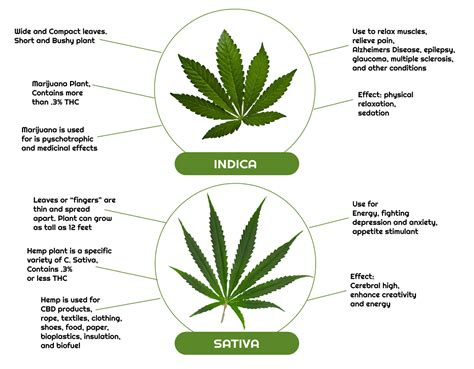 The Difference Between Marijuana, CBD, And Hemp