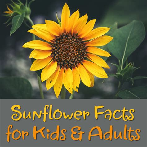 Sunflower Facts for Kids and Adults to Discover