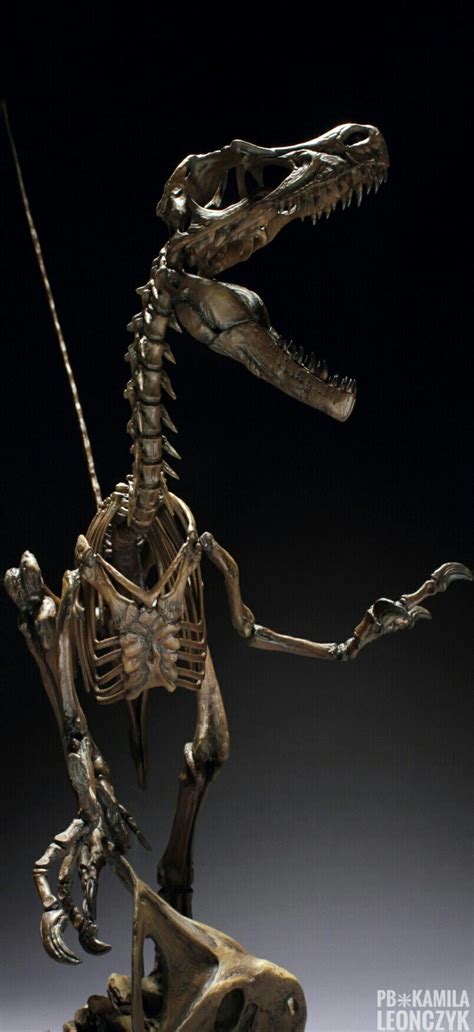 Master Fossil Velociraptor Skeleton | Preistoria, Fossili, Animali