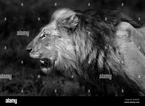 Lion Angry Black And White