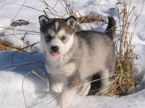 Cute Husky Puppies In Snow Wallpaper | HQ Wallpapers