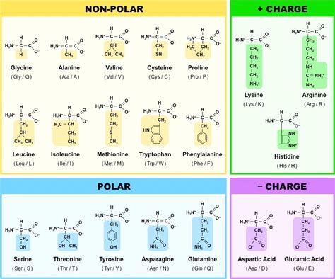 Biochem- Amino Acid structures + abbreviations Diagram | Quizlet