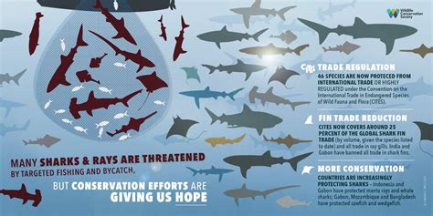 Conservation, Not Exploitation: Shifting the Discussion About Sharks ...