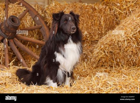 Sheltie, black-and-white / Shetland Sheepdog |Sheltie, Ruede Stock ...