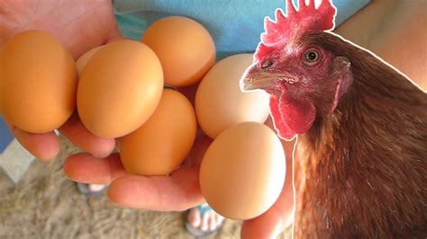 What To Feed Your Chickens So They Lay Eggs Year Round Chickens