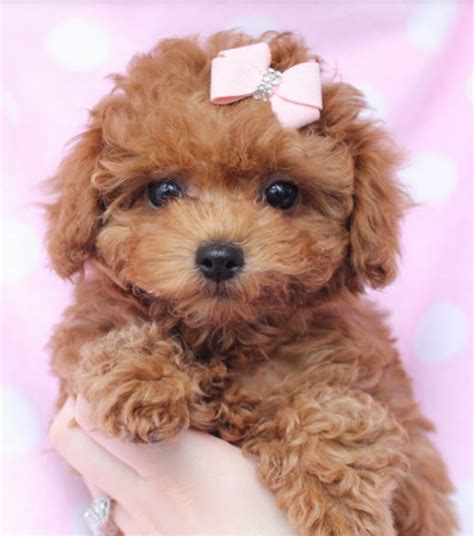 Beautiful puppy picture of little light brown toy poodle dog.JPG