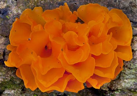 Orange Floral Fungus - Cooper Creek Wilderness