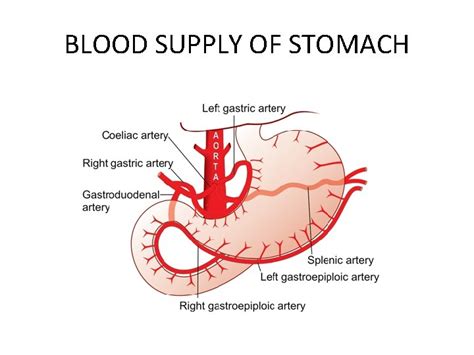 STOMACH ANATOMY PARTS OF STOMACH BLOOD SUPPLY OF