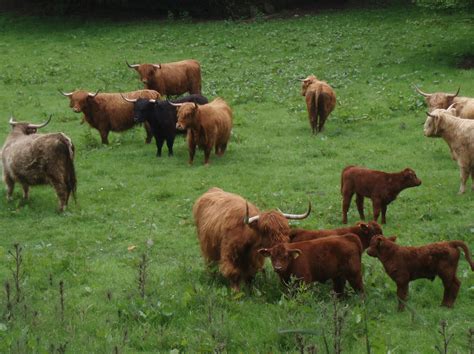 File:Highland cattle herd with calves.jpg