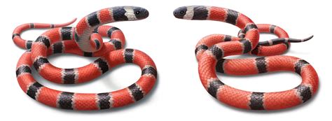 Deadly snakes or just pretending? The evolution of mimicry